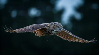 Night's Aviary: 6 Fascinating Birds That Own the Darkness