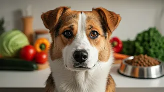 Why Fresh Ingredient Diets Minimize Indian Pet Allergies Effectively