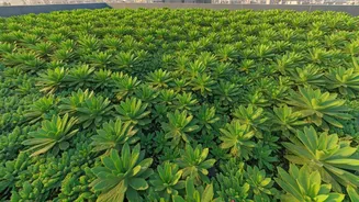 Green Rooftops: Your AC-Free Solution to Beat the Indian Summer Heat