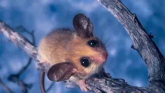 A Closer Scientific Look At Early Mammals In Small Ecological Niches Through The New Tiny-Dinosaur Study