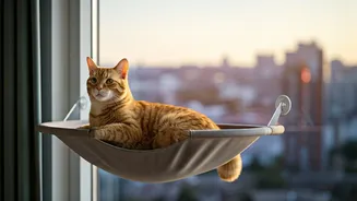 Window Mounted Hammocks Help High Rise Apartment Cats Explore