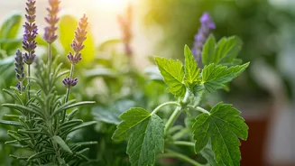 Banish Bugs Naturally: 7 Aromatic Plants to Keep Mosquitoes Away from Your Home