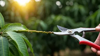 Reviving Mango Orchards: Advanced Pruning Tech for Better Yields in Lucknow