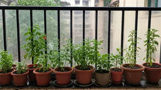 Monsoon Proofing Guide For Your Tiny Balcony Garden
