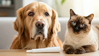 Pets Need More Than Cuddles This Allergy Season
