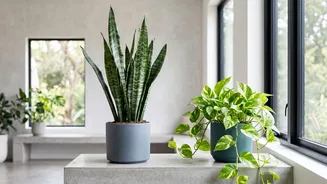 What NASA Research Actually Says About Houseplants: A Closer Look