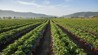 Mahabaleshwar Growers Combine Traditional Fields With AI-Led Weather Advice