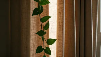 Warm Linen Drapes Combined With Devil Ivy Upgrade Rental Layouts