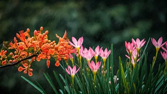 Monsoon Blooms Are Stealing Hearts