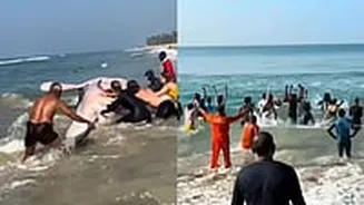 Watch: Whale Shark Washes Up At Kerala's Varkala Beach; Tourists & Locals Successfully Rescue It Despite The Challenges