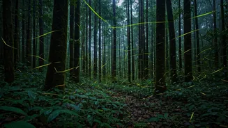 Spot Rare Firefly Congregations Inside Dense Western Ghats Forests Tonight