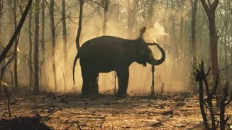136 elephants die in Odisha forests in 18 months; electrocution, illness top causes