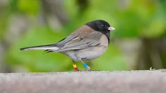 Shocker: This bird in US evolved during the COVID-19 pandemic