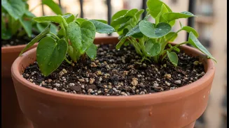 How to manage soil drainage to protect balcony plants from monsoon root rot