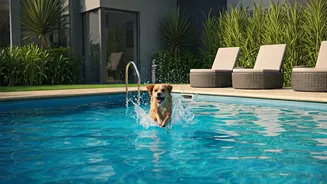 Modern Pet Parents Love Premium Resorts Packing Doggy Splash Pools