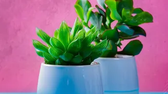 A Closer Home-Design Look At Plant Choice By Long-Term Water Needs Through The Low-Water Gardening Shift