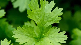 How To Grow Fresh Coriander Mint And Tulsi On Your Apartment Windowsill This Winter