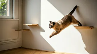 Help Indoor Cats Exercise Installing Custom Mounted Wood Steps