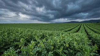 India's September Monsoon Shift Could Affect Pulses And Vegetable Supply