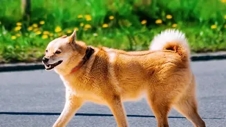 Indian Dogs Need More Attention To Paws And Fur When Monsoon Walks Mean Wet Streets