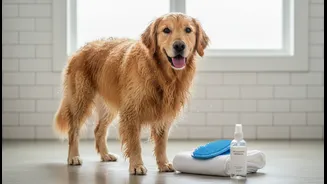 Rainy-Day Grooming Can Reduce Dirt Without Over-Bathing Pets