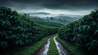 Rainy Coffee Estates Are Coorg's Biggest Flex