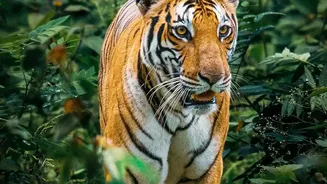 Nepal's Tiger Population Has More Than Tripled Since 2010