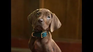 Netflix libera primeira imagem do cachorro que será Scooby Doo em série