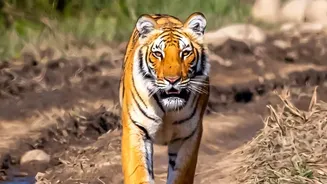 Inside India's Big Cat Program: How Reintroduced Tigers Thrive In Restored Parks