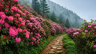 Mist-Covered Northeast Treks Feature Offbeat Vibrant Rhododendron Routes