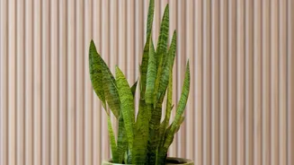 Drainage Still Matters Even When A Planter Is Decorative Changes How To Read Ceramic Planters Can Turn Indoor Plants Into Part Of The Room Design