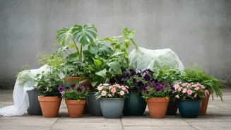 A Weather Check Can Guide Which Plants Need Moving First