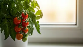 Space Starved Families Enjoy Organic Tomatoes Grown Right Inside Living