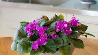 Home Decor Ideas Can Incorporate Flowering African Jasmine Plants