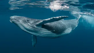 Baleia-jubarte quebra recorde e percorre 15 mil km da Bahia à Austrália