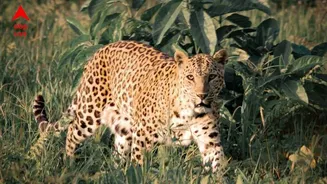 Gujrat News: ছেলেকে বাঁচাতে কাস্তে-বর্শা দিয়ে চিতাবাঘ মারলেন বাবা, মামলা দায়ের বনদফতরের