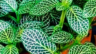 How To Keep Indoor Houseplants Alive Easily With Simple Beginner Gardening Advice