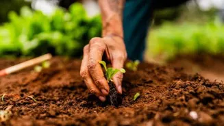 Before you discard peanut shells, try these garden uses