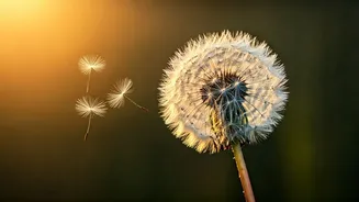 Embrace Your Ever-Changing Best: Don Miguel Ruiz's Wisdom on Self-Acceptance