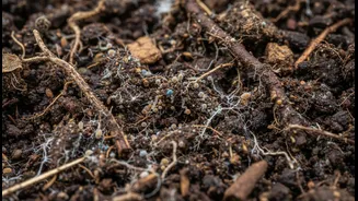 The Right Moisture Level Protects Microbes and Neighbours