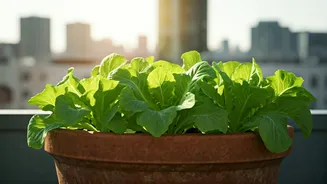 Lettuce On Balconies Is The New Urban Mood
