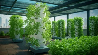 Become Terrace Garden Consultant Or Hydroponic Technician In City Now