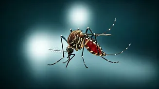 West Nile Fever Alert: Kerala Urges Vigilance Amidst Suspected Cases in Ernakulam