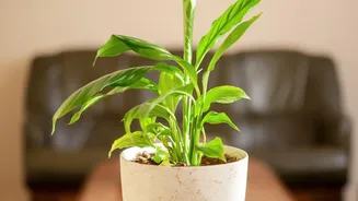 Air Quality Researchers Say Healthy Homes Need More Than Just Green Plants