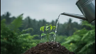 Monsoon planting can improve establishment when follow-up care continues: why Harela's Sapling Drive matters