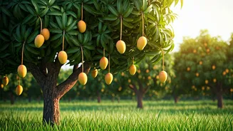 Own a Mango Tree in India: Rent a Tree, Get 90kg of Mangoes Delivered!