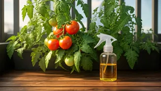 Protect Balcony Tomato Plants From Deadly Whiteflies Using Neem Oil