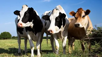 Por que as vacas são animais sagrados na Índia?