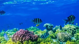 How Sustainable Travel Frameworks Preserve Lakshadweep Pristine Coral Reef Ecosystems For Future Visitors