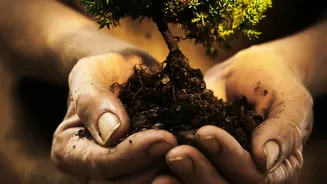 Crowded Roots Can Signal That a Plant Needs More Space